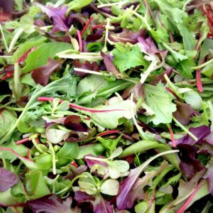 Jeunes pousses de salade (mesclun)