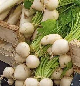 Navet blanc vrac