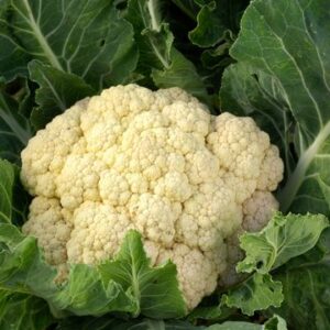 Chou fleur