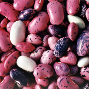 Haricot demi-sec