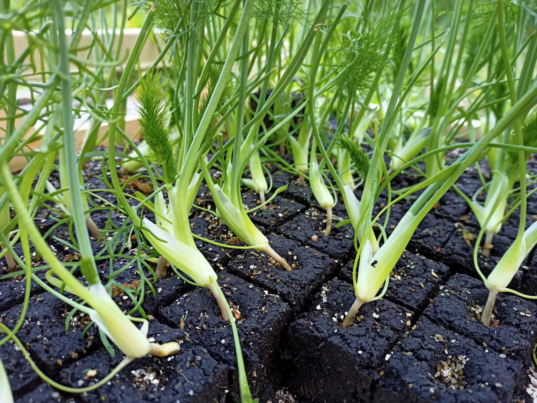 Le potager - Fenouil