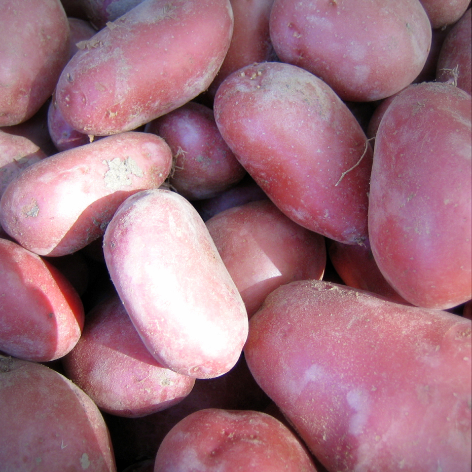 FermedeKeruzerh-pommes-de-terre-rubis