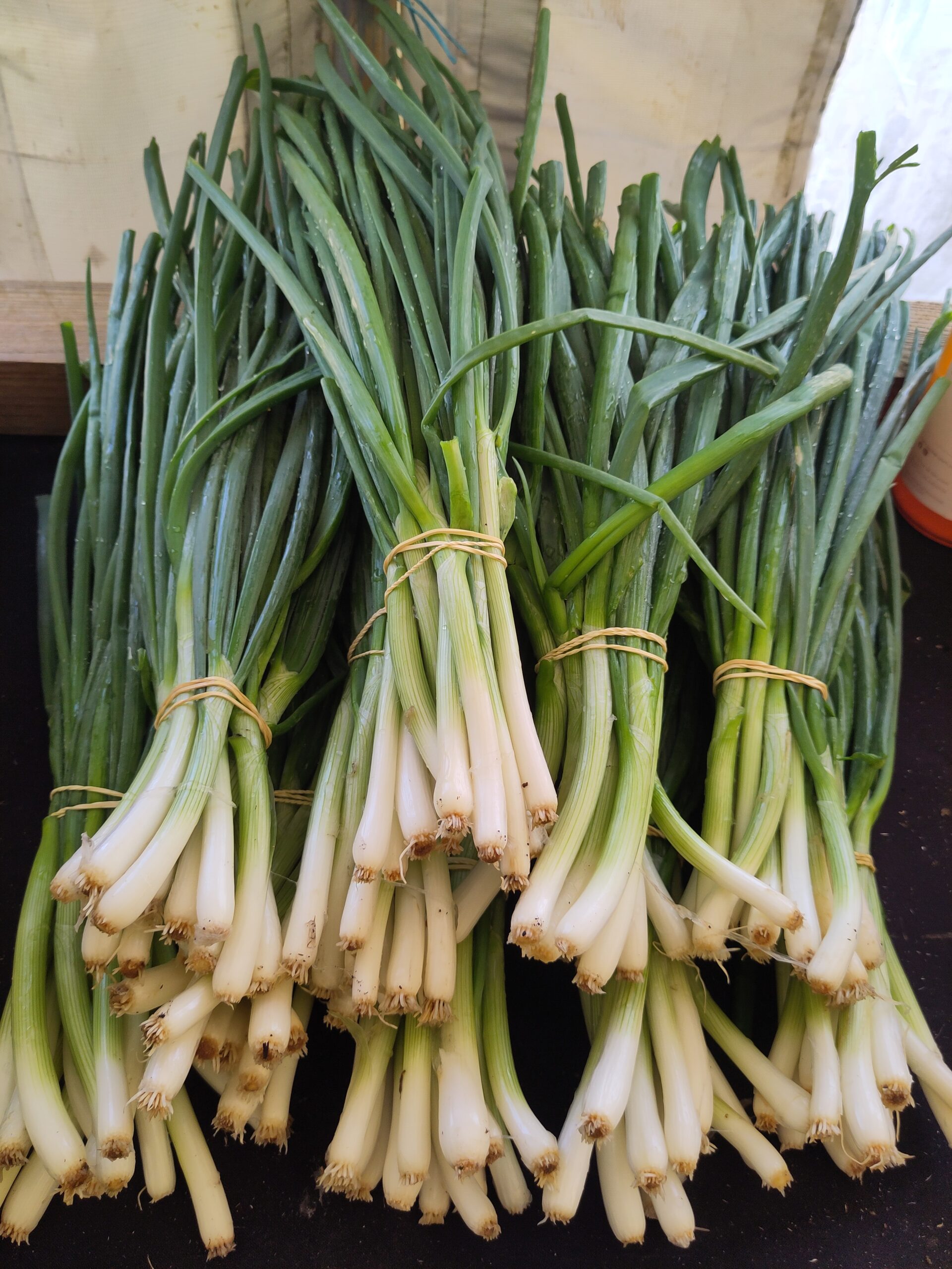 Oignons botte