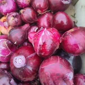 Oignons rouges
