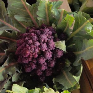 Brocolis violet du cap