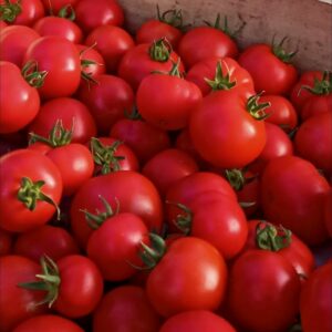 Tomates rondes
